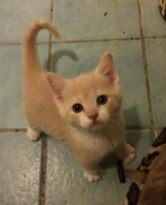 01_CabanaBoy_Kitten