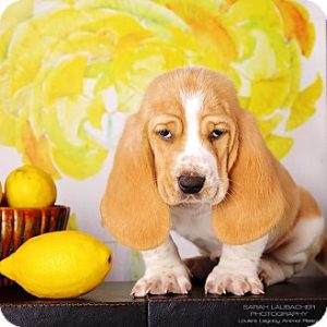 03_Lemon_puppy