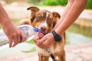 Dog water heat
